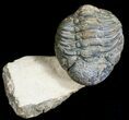 Bumpy, Partially Enrolled Barrandeops (Phacops) Trilobite #6926-2